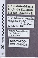 Etikette zu Megapenthes coquereli  (NHMW-ZOO-COL-0010928)